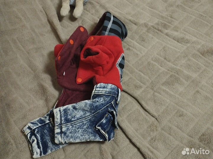 Одежда для собаки, мелкой породы