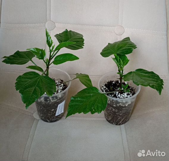 Укорененные гибискусы двух сортов