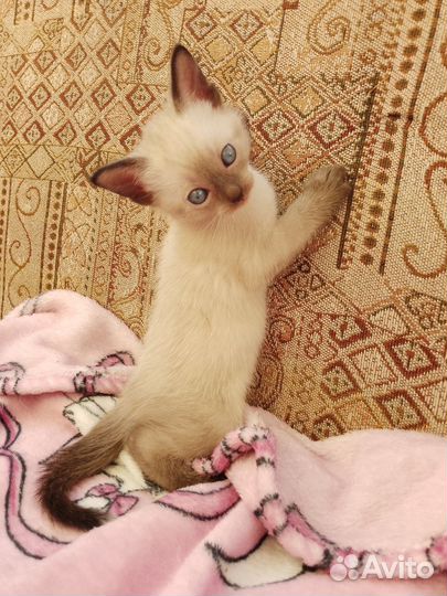 Отдам котенка в добрые руки