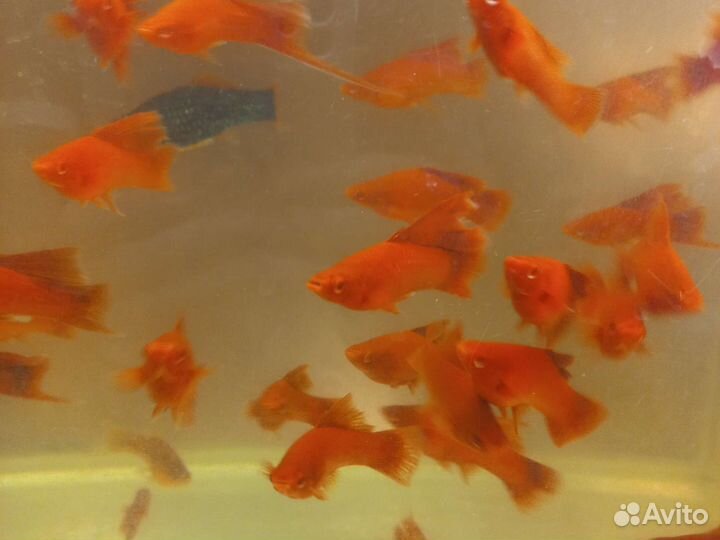Рыбки