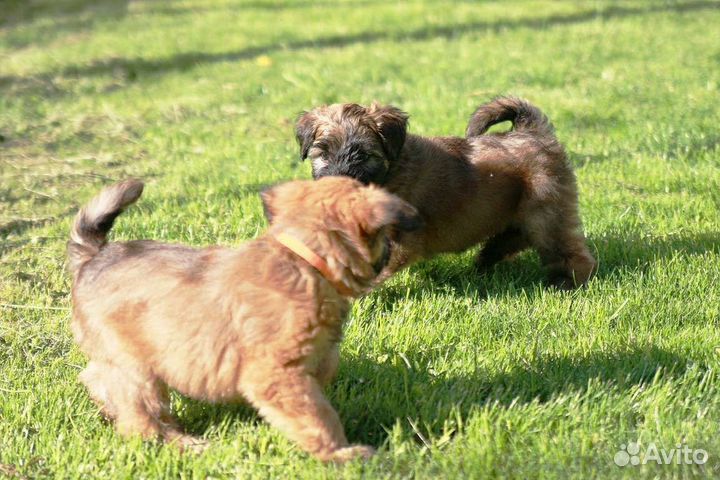 Щенки пшеничного терьера