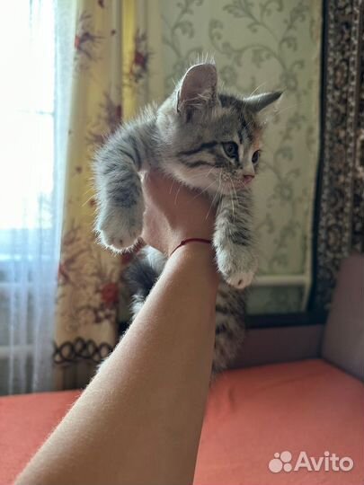 Отдам котят в добрые руки