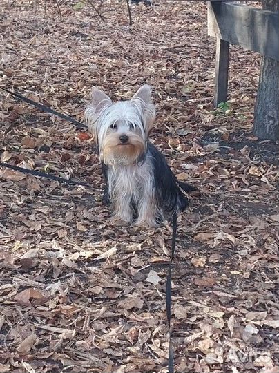 Вязка не продажа Йоркширский терьер мальчик