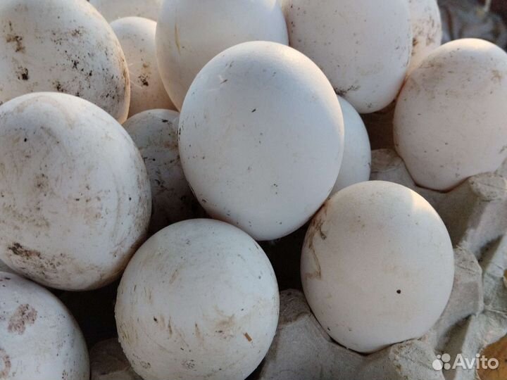 Яйцо гусиное