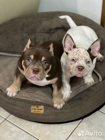 Булли Мини Пипини