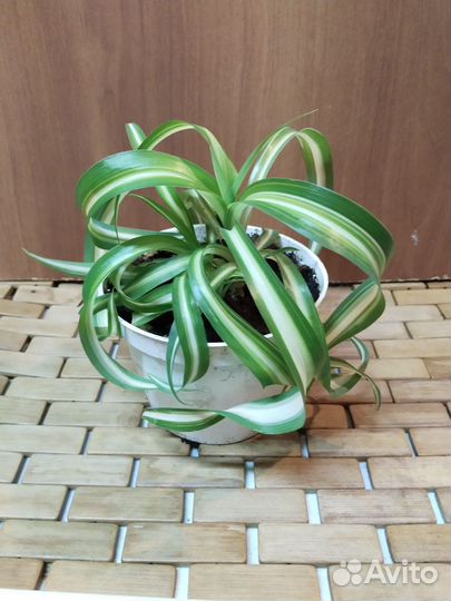 Хлорофитум кудрявый