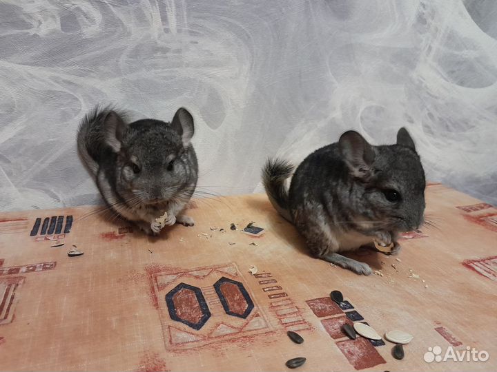 Шиншиллы стандарт