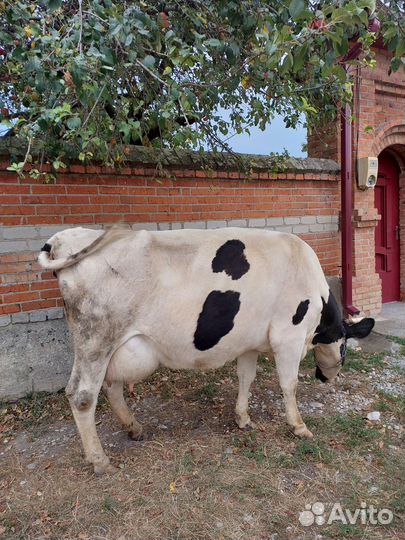 Корова голштинской породы