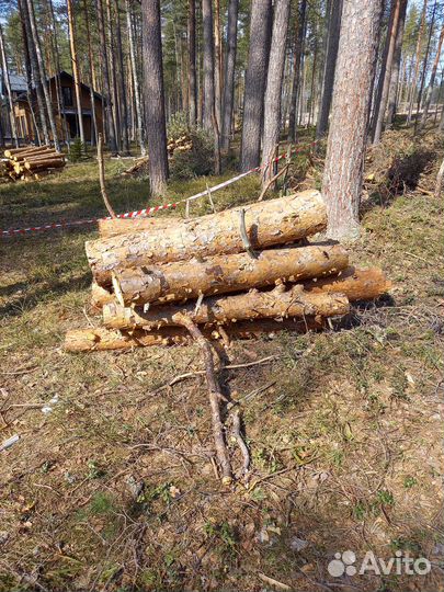Бревна сосновые, сосны целиком