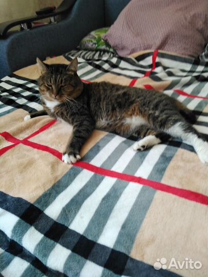 Красавец котик ищет кошечку для вязки