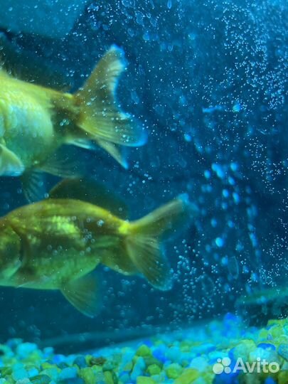Аквариум