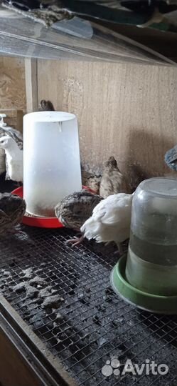 Домашняя птица перепела