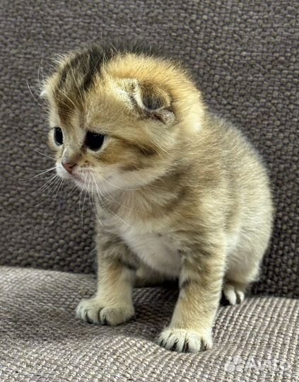 Шотландские котята золотая шиншилла