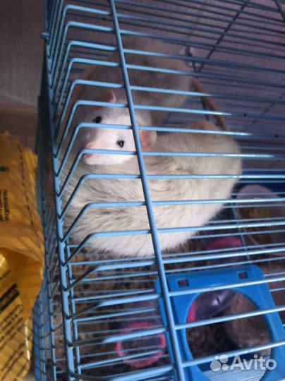 Индивидуальная передержка кошек и грызунов