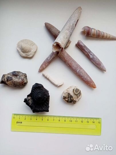 Окаменелости