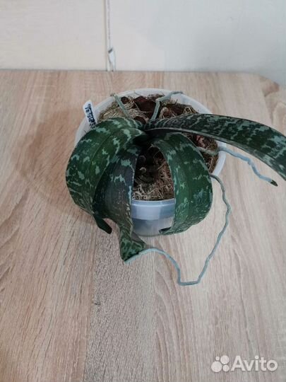 Орхидея фаленопсис Шиллериана Schilleriana*sib