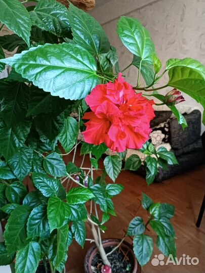 Бигискус китайская роза