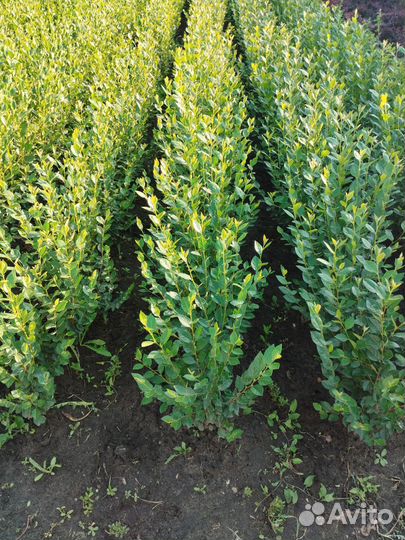 Живая изгородь