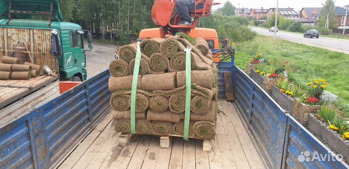 Рулонный газон