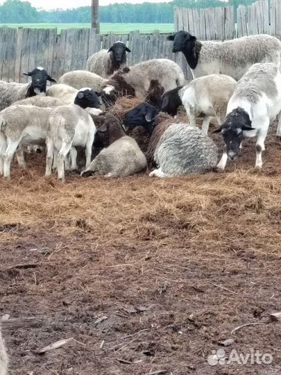 Бараны дорпер