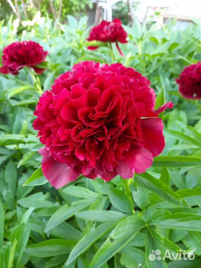 Пионы сортовые