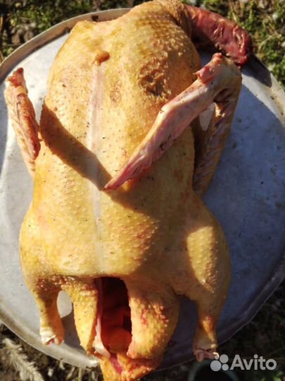 Мясо Индоутки