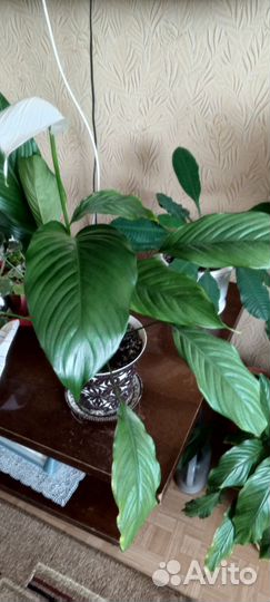 Спатифиллум