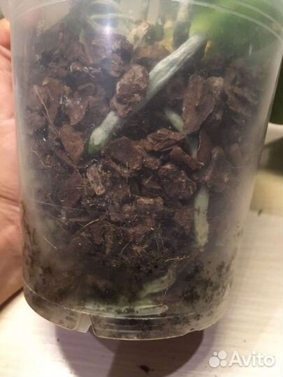 Орхидея фаленопсис