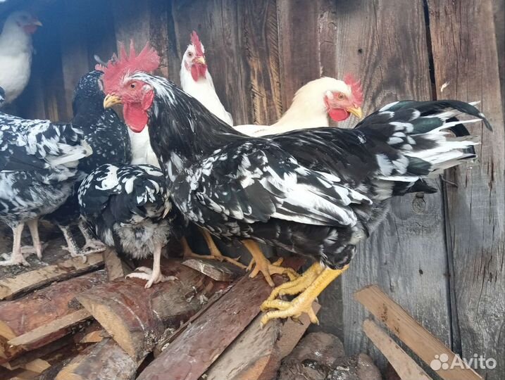 Петухи