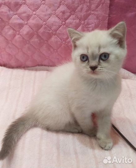 Шотландские котята