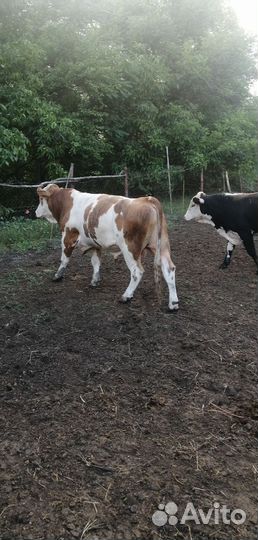 Быки на племя