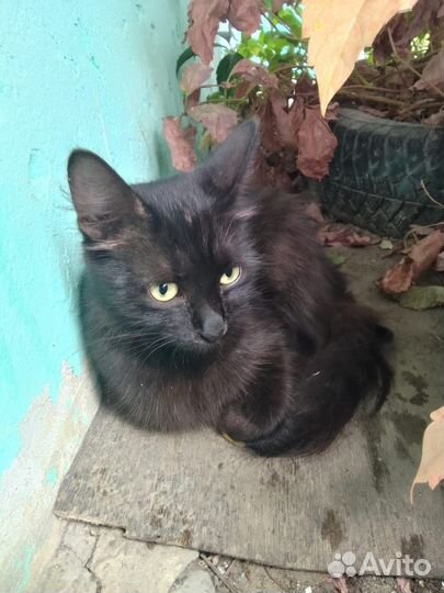 Кошка