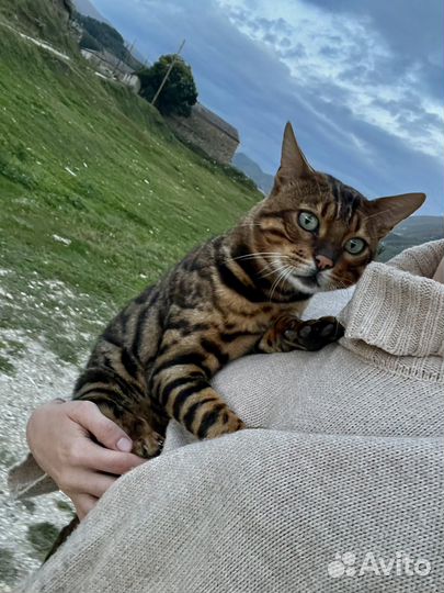 Бенгальские котята