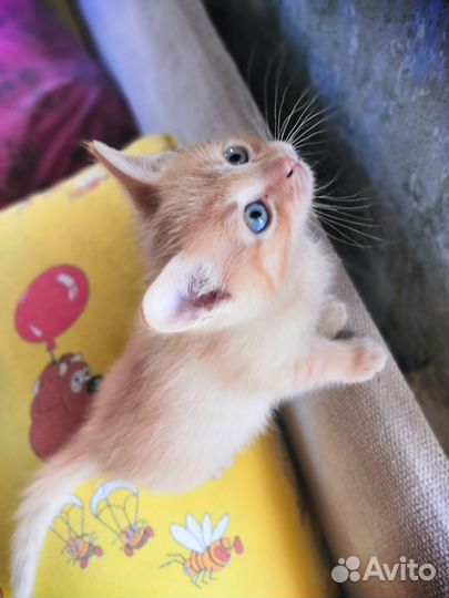 Рыжие котята