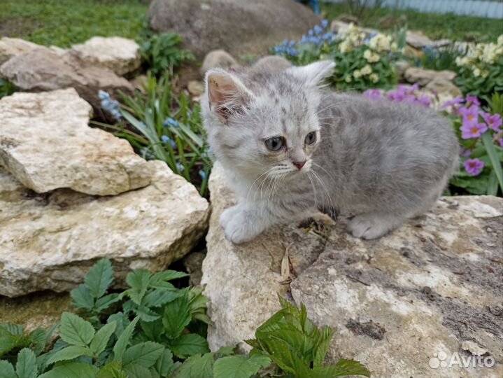 Продаются котята