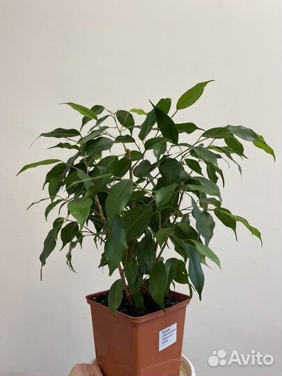 Фикус бенджамина Даниель