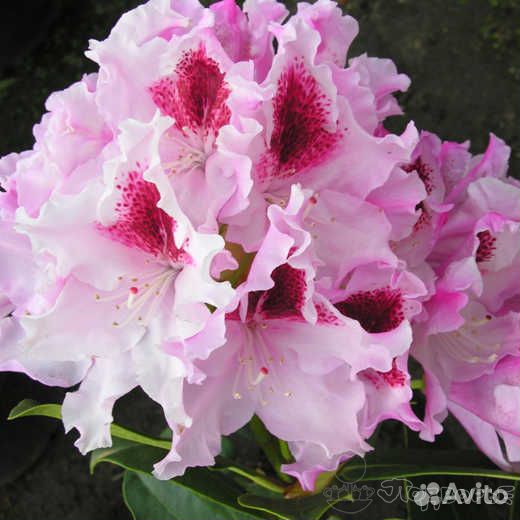 Rhododendron hybrid Krolova Jadwiga