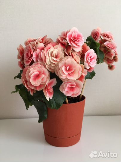 Бегонии Элатиор