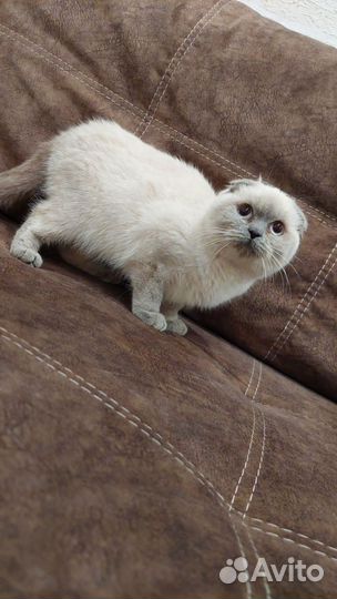 Шотландская