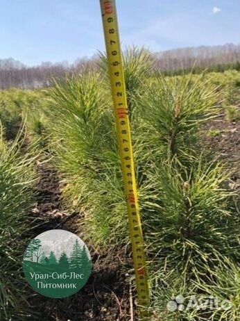 Сосна зкс окс сеянцы Ель Лиственница Голуб Горная