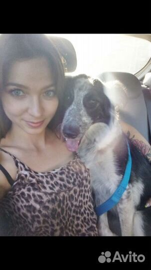 Выгул собак Няня для животных