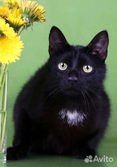 Где же ты мой человек