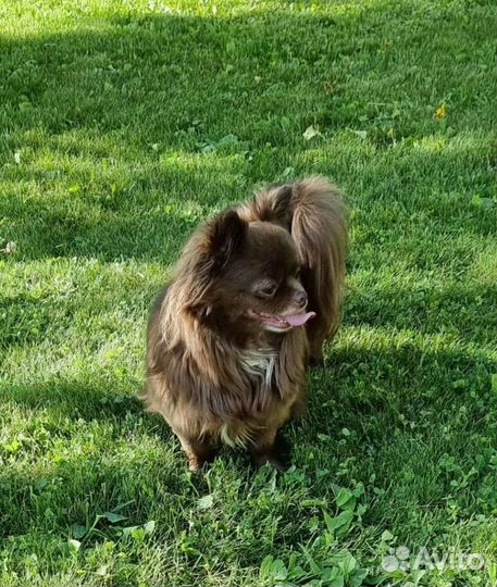 Чихуахуа взрослая девочка