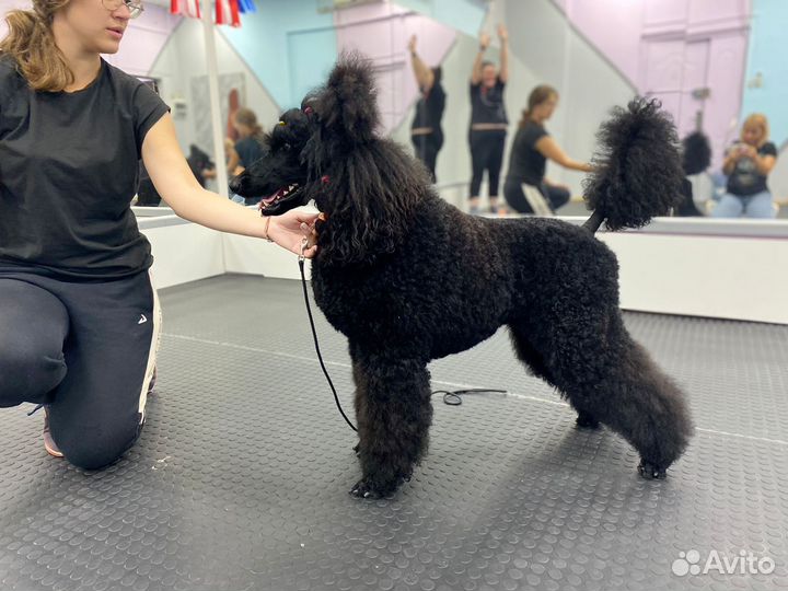 Хендлер, подготовка к выставке, обучение