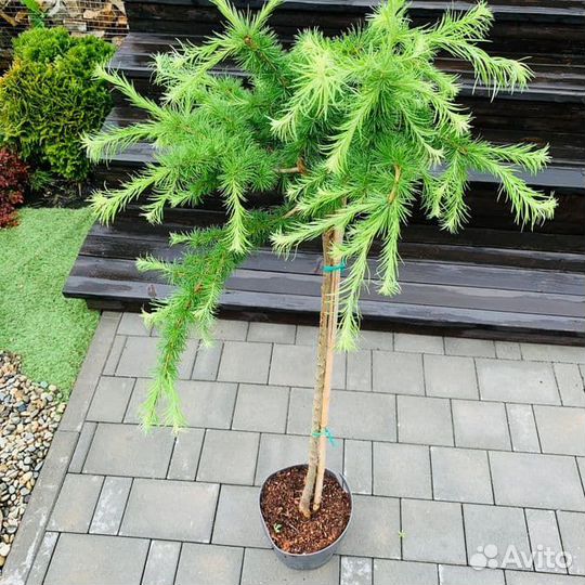 Лиственница Саммер Фог