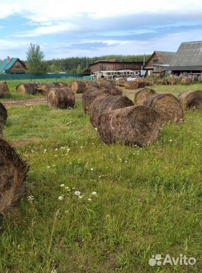 Сено в рулонах 2022