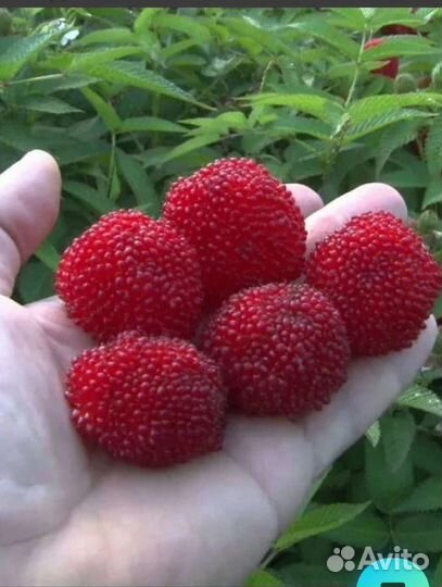 Саженцы Тибетской малины