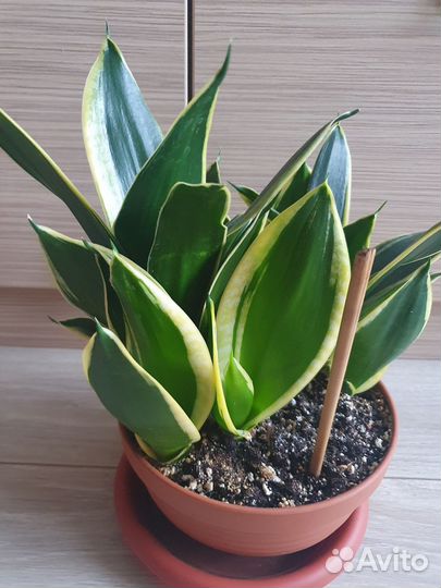 Сансевиерия ханни крео