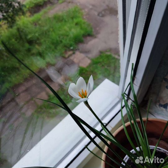 Выскочка