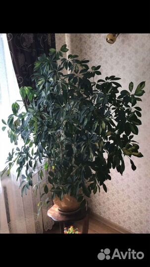 Комнатные цветы шефлера, сансевиерия